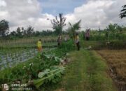Bhabinkamtibmas Desa Gapuk Dukung Program Ketahanan Pangan Melalui Silaturahmi dengan Pemilik Lahan