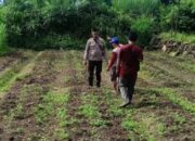 Bhabinkamtibmas Desa Terara Lakukan Monitoring Hasil Penanaman Bibit Cabai