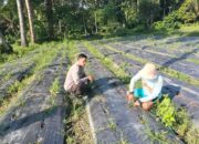 Dukung Program Ketahanan Pangan diberikan Bhabinkamtibmas Desa Bintang Rinjani  Ke Warga Binaan