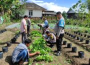 Anggota Polsek Montong Gading Bersama PPL Pertanian Panen Perdana Sawi di Lahan Pekarangan Pangan Bergizi