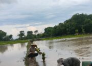 Bhabinkamtibmas Desa GerenengPantau Proses Penanaman Padi Warga Binaan