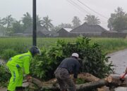 Bersama Warga, Bhabinkamtibmas Desa Kumbang Lakukan Evakuasi Pohon Tumbang