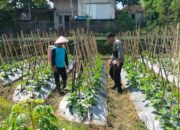 Dukung Program Ketahanan Pangan Bergizi (P2B), Bhabinkamtibmas Desa Sakra Selatan Lakukan Monitoring