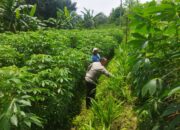 Personel Polsek Sukamulia Lakukan Pengecekan Ketahanan Pangan di Dusun Dasan Tiga, Sukamulia Timur