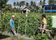 Bhabinkamtibmas Desa Gapuk Sambangi Lahan Ketahanan Pangan Bergizi
