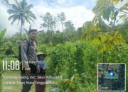 Bhabinkamtibmas Desa Jeruk Manis Lakukan Pengecekan Lahan Ketahanan Pangan