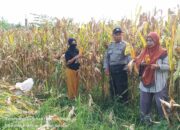 Bhabinkamtibmas Desa Korleko Selatan Dampingi Petani dalam Panen Jagung Gunab Suksesnya Program Ketahanan Pangan