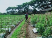 Bhabinkamtibmas Desa Keselet Bersama Kawil Lakukan Pengecekan Lahan Ketahanan Pangan