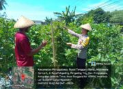 Bhabinkamtibmas Desa Pohgading Timur Lakukan Pengecekan Program Ketahanan Pangan Bergizi