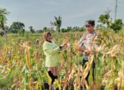 Dukung Program Ketahanan Pangan, Bhabinkamtibmas Desa Pringgabaya Dampingi Warga Binaan Panen Jagung