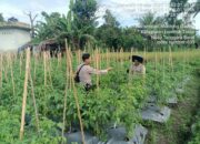 DUkung Program Ketahanan PAngan, Bhabinkamtibmas Desa Kilang Pantau Perkembangan Tanaman Warga Binaan