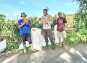 Sukseskan Program Ketahanan Pangan, Bhabinkamtibmas Desa Bagik Papan Dampingi Warga Binaan Panen Jagung