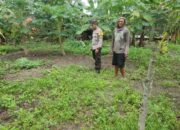 Bhabinkamtibmas Paokmotong Monitoring Tanaman Pekarangan Bergizi dan Sampaikan Himbauan Kamtibmas