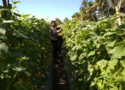 Bhabinkamtibmas Suryawangi Pantau Panen Mentimun, Dukung Program Ketahanan Pangan Nasional