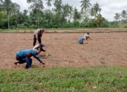 Bhabinkamtibmas  Desa Pringgasela Selatan Cek Lokasi Penanaman Cabai Guna Mendukung Program Ketahanan Pangan