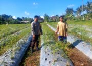 Dukung Program Ketahanan Pangan Nasional, Personel Polsek Masbagik Monitoring Tanaman Warga Binaan