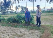 Bhabinkamtibmas Desa Suela Cek Perkembangan Tanaman Kacang Tanah Dalam Program Ketahanan Pangan Bergizi