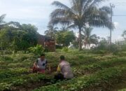 Bhabinkamtibmas Desa Kesik Laksanakan Cek Lahan Ketahanan Pangan Bergizi