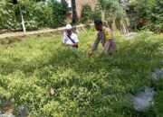 Bhabinkamtibmas Desa Kesik Lakukan Pengecekan Lahan Ketahanan Pangan Bergizi