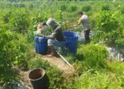 Bhabinkamtibmas Desa Lendang Nangka Cek Langsung Ketahanan Pangan Tanaman Cabai