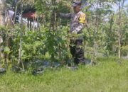 Bhabinkamtibmas Desa Masbagik Timur Cek Lahan Ketahanan Pangan Bergizi Milik Warga Binaan