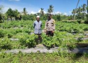 Bhabinkamtibmas Desa Paokmotong Lakukan Monitoring Tanaman Pekarangan Bergizi
