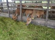 AIPTU Muhibbudin, Polisi Aktif Polsek Pringgasela yang Sukses Beternak Sapi