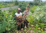 Bhabinkamtibmas Desa Puncak Jeringo Cek Lahan P2B Tanaman Ketela dan Labu