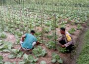 Bhabinkamtibmas Desa Kesik Cek Lahan Ketahanan Pangan Bergizi