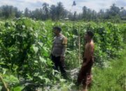 Bhabinkamtibmas Desa Kumbang Sambang dan Monitoring Ketahanan Pangan