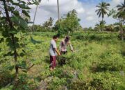 Bhabinkamtibmas Desa Paokmotong Lakukan Monitoring Tanaman Pekarangan Bergizi
