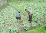 Bripka Amrullah Sambangi Petani dan Kontrol Lahan Ketahanan Pangan di Masbagik Utara Baru