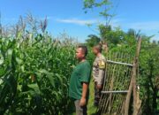 Bhabinkamtibmas Masbagik Utara Lakukan Silaturahmi dan Kontrol Lahan Demi Ketahanan Pangan