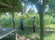 Bhabinkamtibmas Desa Labuhan Lombok Cek Lahan Tanam Jagung Sembari Berikan Himbauan Kamtibmas