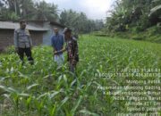 Bhabinkamtibmas Desa Montong Betok lakukan Pengecekan Program Ketahanan Pangan Bergizi