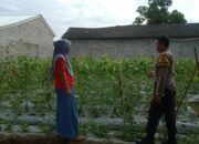 Bhabinkamtibmas Desa Bagik Payung Selatan Periksa Lahan Ketahanan Pangan