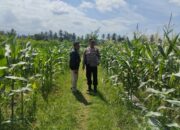 Kapolsek Labuhan Haji Sosialisasi Ketahanan Pangan dan Silaturahmi dengan Petani