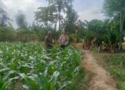 Bhabinkamtibmas Desa Pringgabaya Utara lakukan Silaturahmi dan Monitoring Program Ketahanan Pangan