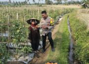 Bhabinkamtibmas Desa Bagik Papan Sambang dan Panen Tomat Dukung Ketahanan Pangan