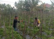 Bhabinkamtibmas Desa Kesik Lakukan Cek Lahan Ketahanan Pangan Bergizi Milik Warga Binaan