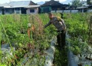 Bhabinkamtibmas Masbagik Utara Kontrol Pertanian Demi Ketahanan Pangan