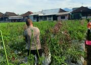 Bhabinkamtibmas Masbagik Utara Aktif Pantau Ketahanan Pangan dan Jaga Kamtibmas