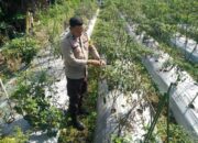 Bhabinkamtibmas Desa Masbagik Timur Cek Lahan Ketahanan Pangan Bergizi