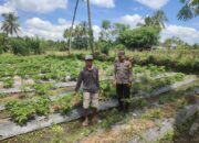 Bhabinkamtibmas Desa Paokmotong Laksanakan Monitoring Tanaman Pekarangan Bergizi