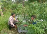Bhabinkamtibmas Desa Kesik Cek Lahan Ketahanan Pangan Bergizi