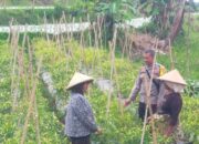 Bhabinkamtibmas Desa Darmasari Cek Lahan Ketahanan Pangan Bergizi 