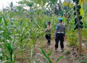 Bhabinkamtibmas Desa Jineng Laksanakan Silaturahmi dan Cek Tanaman Jagung