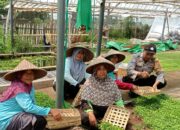 Bhabinkamtibmas Desa Wanasaba Monitoring Jalannya Program Ketahanan Pangan 