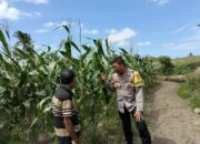 Bhabinkamtibmas Desa Bagik Papan Jalin Silaturahmi dan Cek Tanaman Jagung Warga