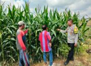 Bhabinkamtibmas Desa Bagik Papan Jalin Silaturahmi dan Cek Tanaman Jagung Warga